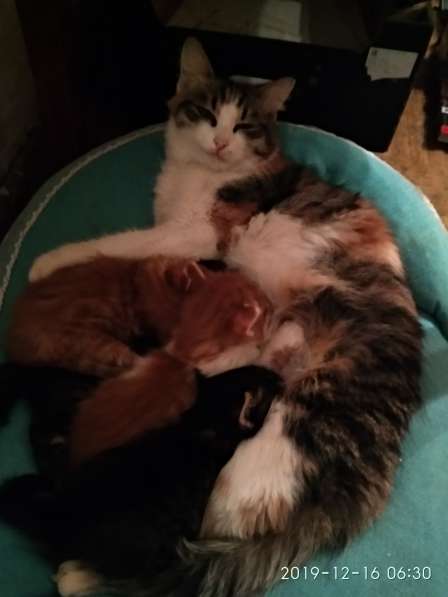 Отдам котенка в добрые руки! в Братске фото 12