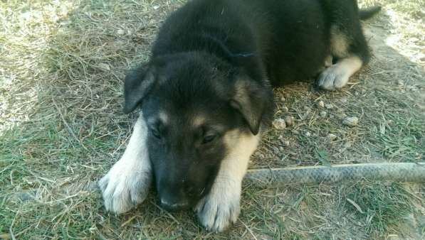 Продаются щенков ВЕО в Евпатории фото 25