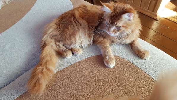 Красная кошечка мейн-кун в Санкт-Петербурге фото 4