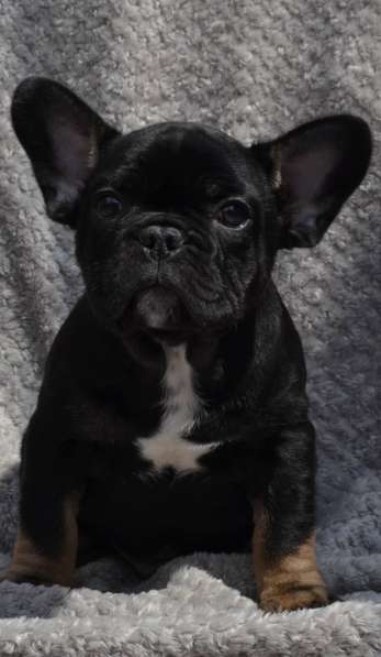 French bulldog. Black tan boy