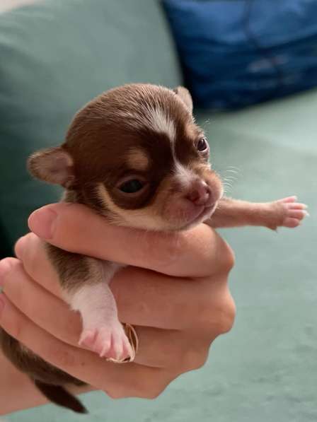 Щенок чихуахуа в Ростове-на-Дону фото 3