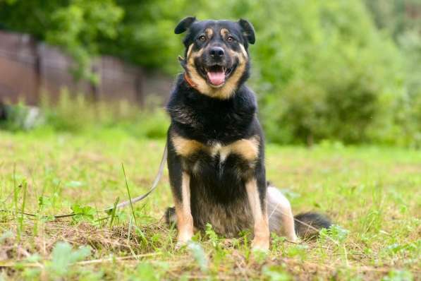 Прада в поиске дома в Москве