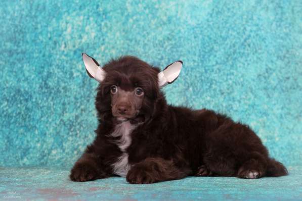 Китайская хохлатая мальчик в Москве фото 14