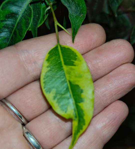 ФИКУС в Волгограде