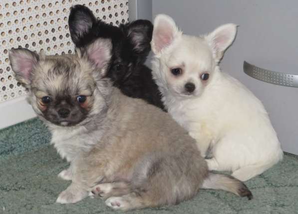 Чихуахуа шоу мальчик в Санкт-Петербурге фото 3