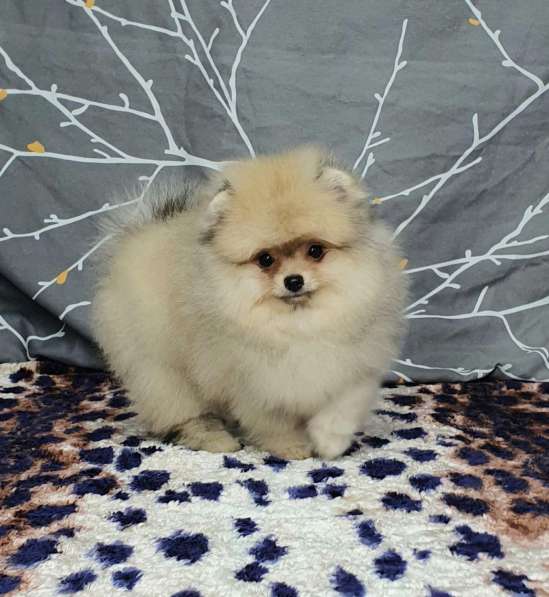 Pomeranian spitz