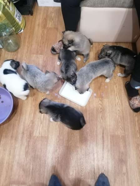 Щенки Западно-сибирской лайки от Чемпиона в Курске фото 3