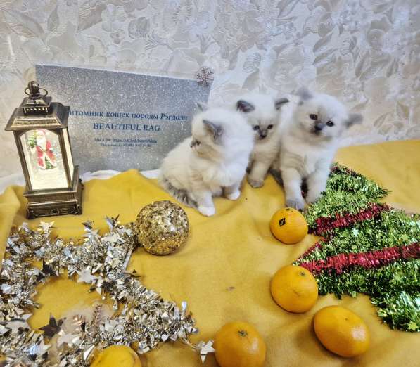Малышки Рэгдолл в Москве фото 5