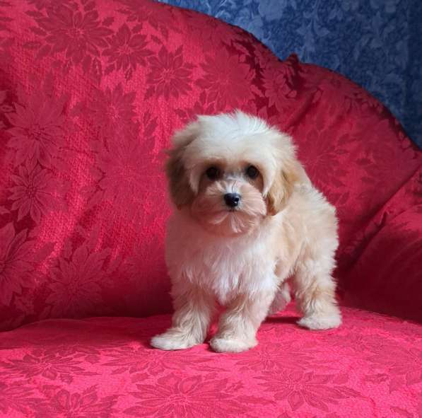 Maltipoo F - 1. Boy в 