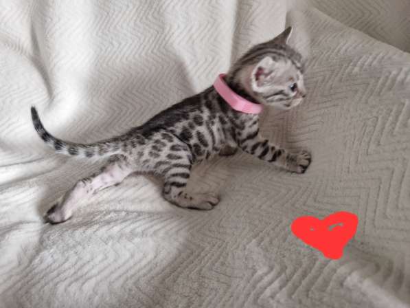 Чиcтокровные Бенгальские Котята в фото 10