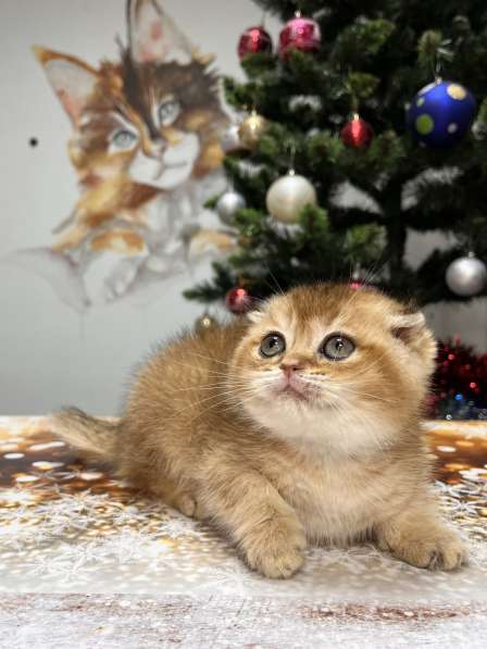 Шотландская вислоухая золотая шиншилла котеноу в Геленджике фото 3