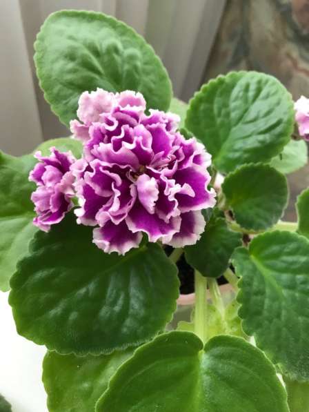 Фиалки сортовые