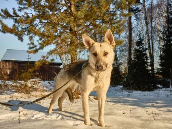 Веста ищет дом! в Москве фото 4