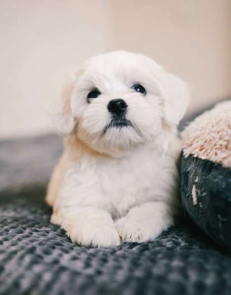 Щенки мальтезе чистокровные