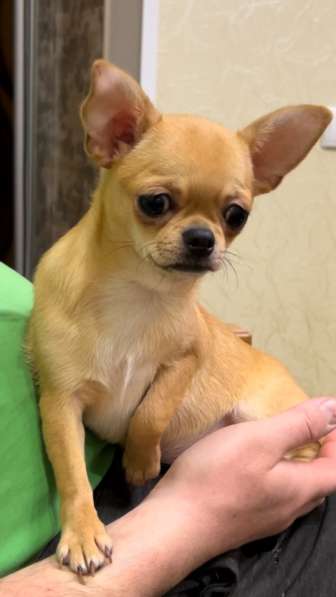 Chihuahua. Mini girl