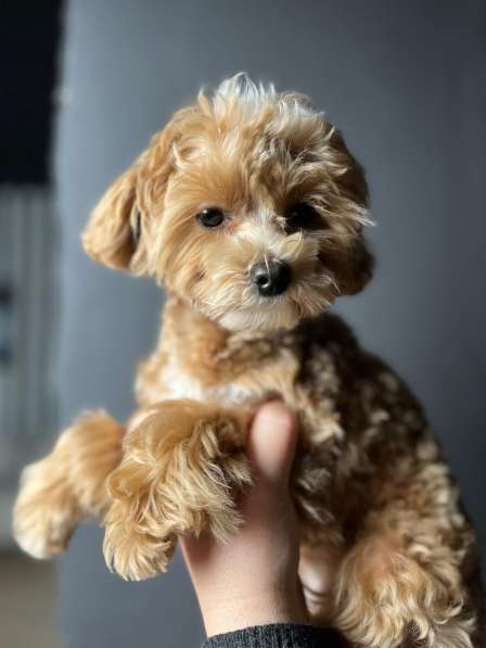 Мальтипу f1 мини в Москве фото 3