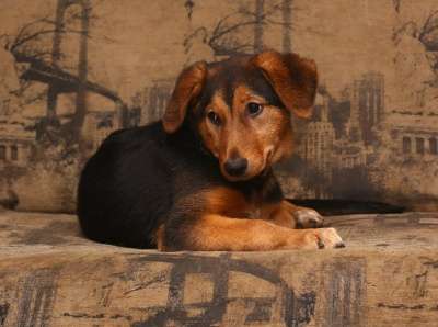 Отдам даром Эмма в добрые руки в Санкт-Петербурге