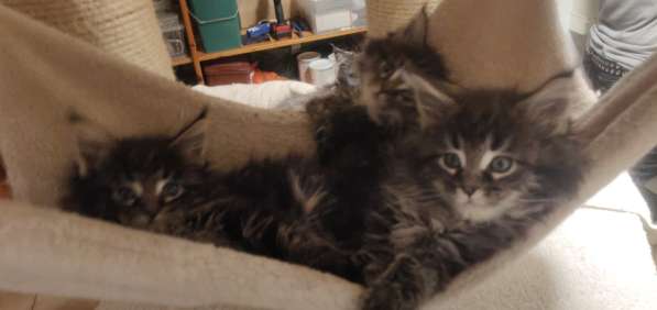 10Wochen alte reinrassige Maine Coon Kitten - 6x Kitten в фото 15