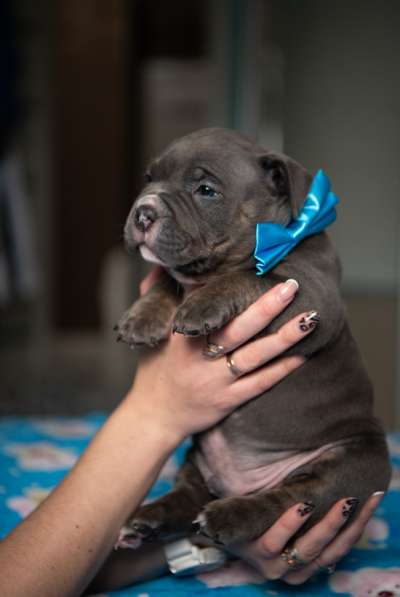 Американский Булли в Челябинске фото 4