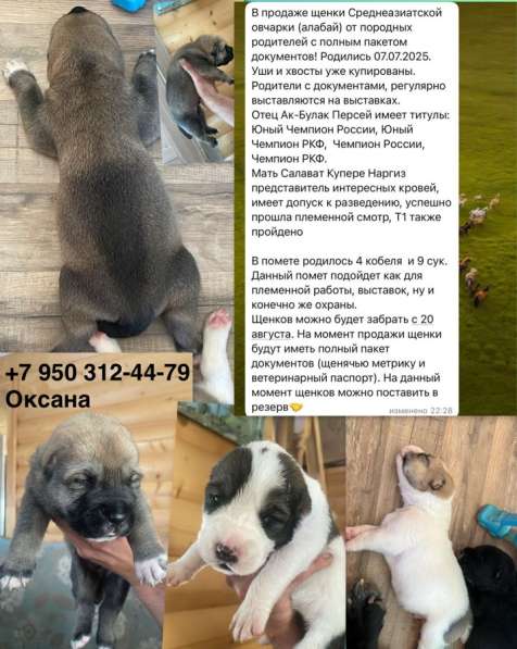 Продаются щеки среднеазиатская овчарка (алабай)