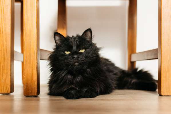 Черный пушистый кот Гриша в добрые руки в Москве фото 6