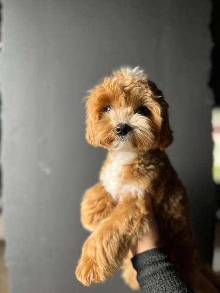 Мальтипу f1 мини