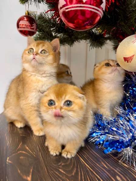 Шотландская золотая шиншила вислоухая в Новороссийске фото 4