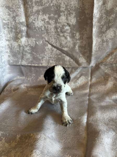 Щенки (Русский охотничий спаниель) в Уссурийске фото 5