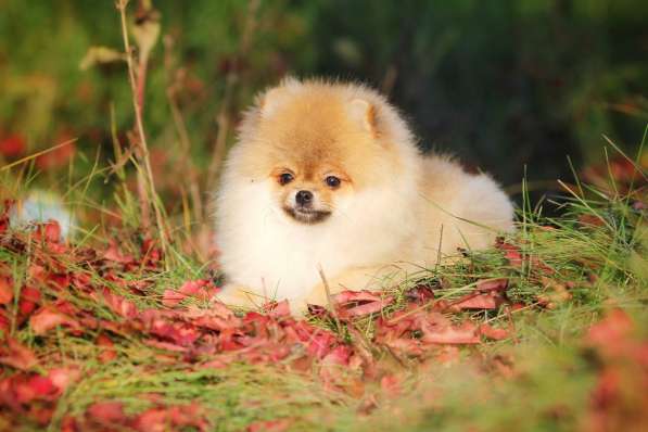 Pomeranian в фото 5