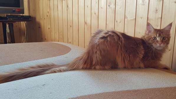 Красная кошечка мейн-кун в Санкт-Петербурге фото 8