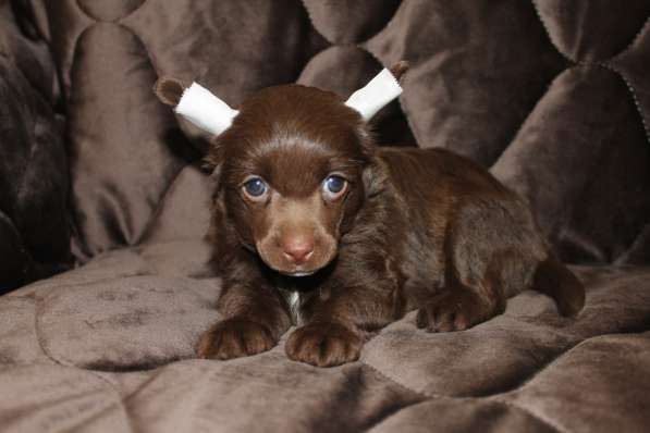 Пуховый шоколадный мальчик КХС в Москве фото 22