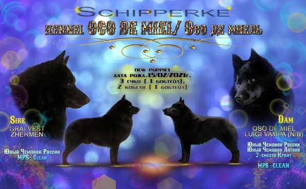 Шипперке щенок девочка 4 месяца продаю в Москве