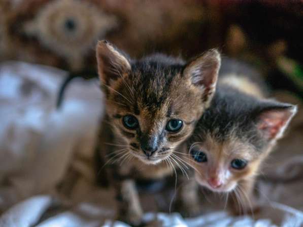 ОТДАЮ КОТЕНКА В ДОБРЫЕ РУКИ! в Туле фото 8