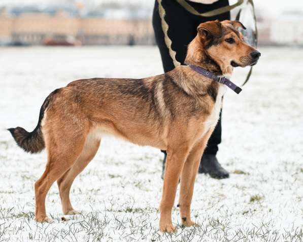 Очаровательная собачка компактного размера в Санкт-Петербурге фото 57