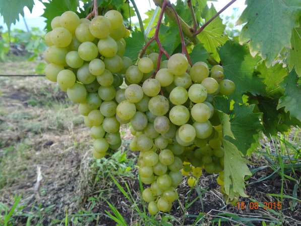 Черенки винограда столовых и винных сортов в Тамбове фото 4
