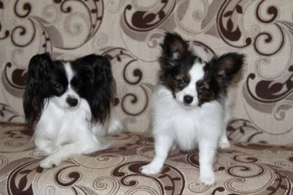 Продается щенок папийона в Краснотурьинске фото 21