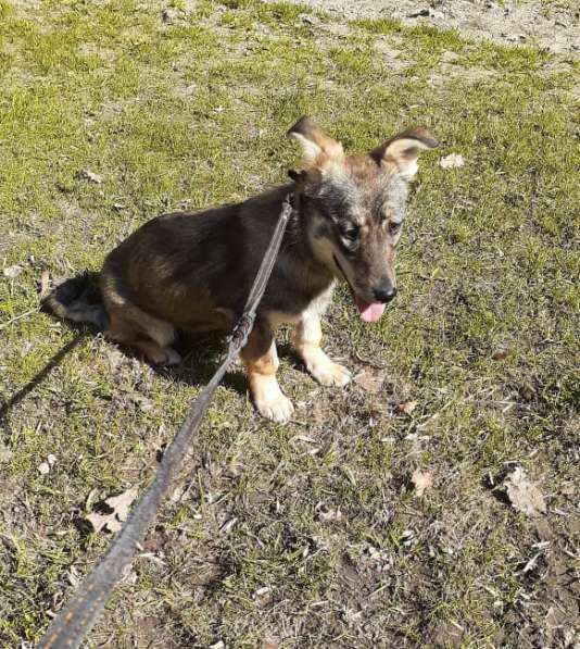 Маленькая собачка на коротких лапках в Санкт-Петербурге фото 12