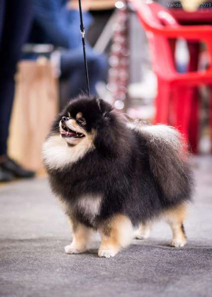 Щенки немецкого шпица в Дзержинске фото 6