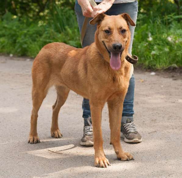 Ксюха ищет дом! в Санкт-Петербурге фото 3