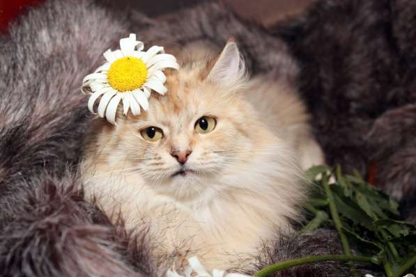 Кот в добрые руки. Барсик – котик компаньон в Калуге фото 13