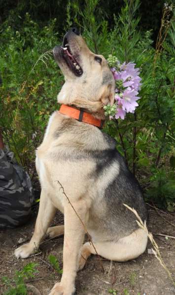Ласковая собачка Герда в поисках дома в Москве фото 6