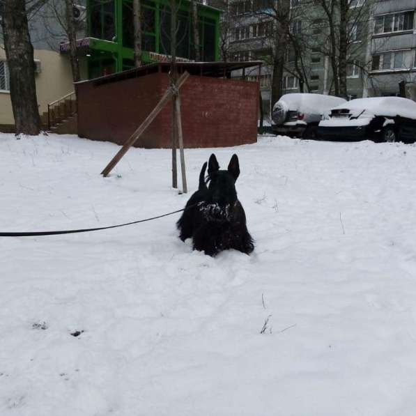 Продажа щенков скотч терьер в Москве