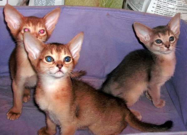 Котики и кошечки абиссинской породы