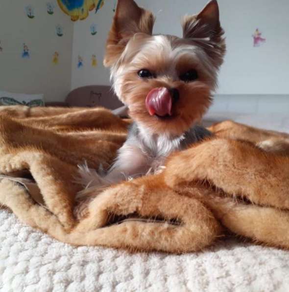 Йоркширский терьер в Москве фото 3