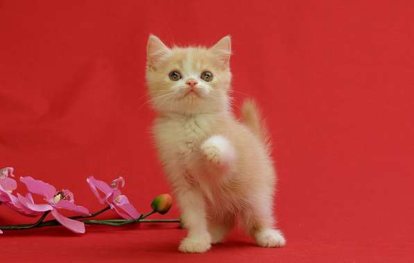 Продам персидских котят -КЛАССИК-цвета-3 -белый и 1 рыжий в Ростове-на-Дону