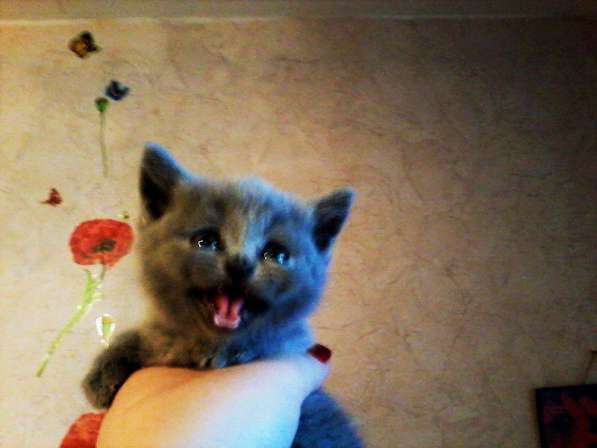 Вязка : Опытный Шотландский кот- Красавец Прямоухий в Москве