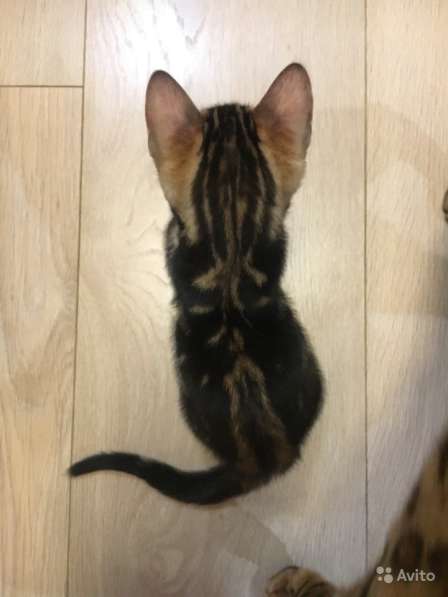 Бенгальский богатырь в Санкт-Петербурге фото 6