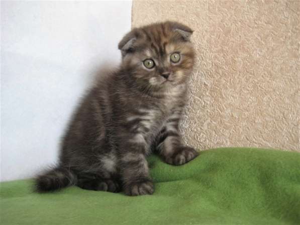 Вислоухий котик в Казани фото 4