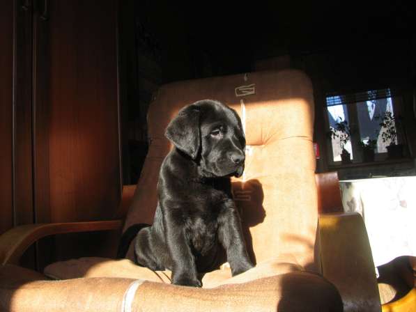 Щенки лабрадора в Самаре в Самаре фото 6