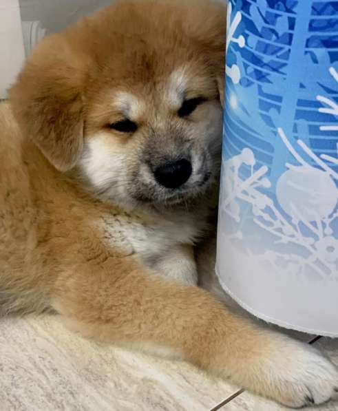 Щенки Акита-ину в Москве фото 18